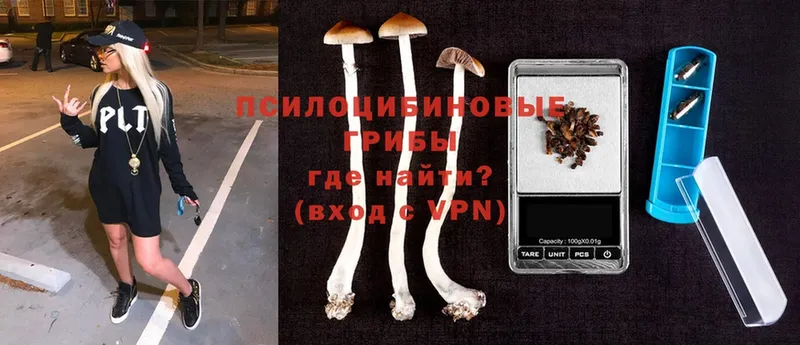 Псилоцибиновые грибы MAGIC MUSHROOMS  сколько стоит  blacksprut ссылка  Вытегра 